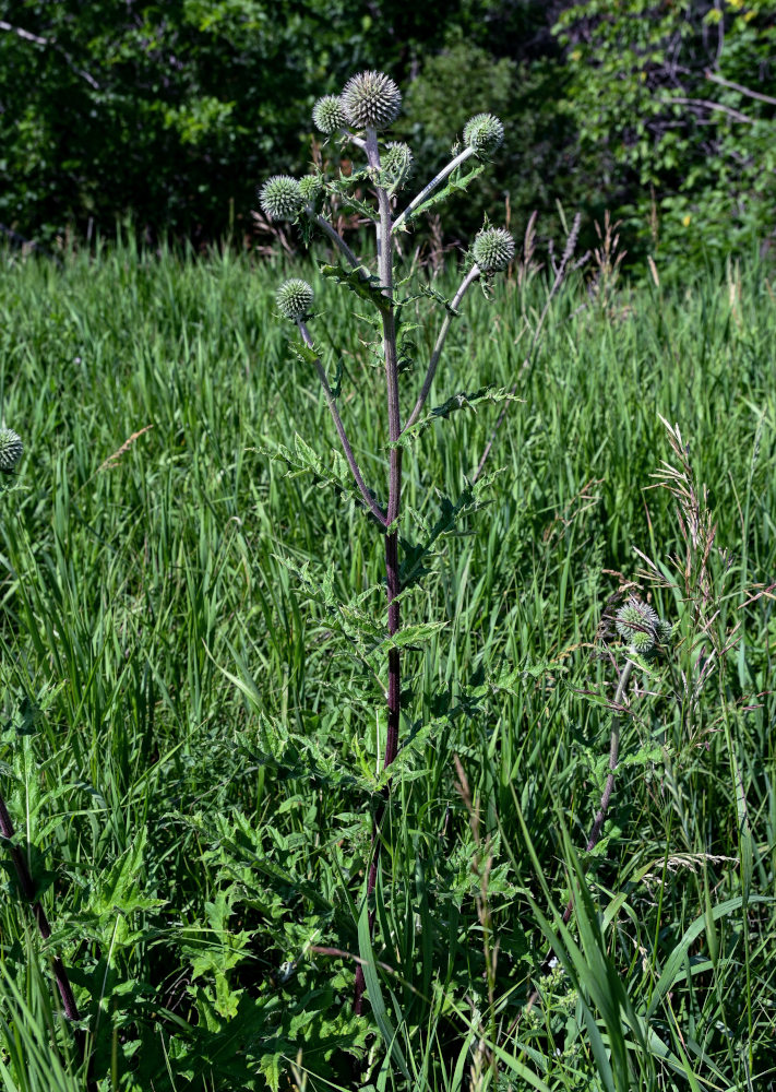 Image of Echinops sphaerocephalus specimen.