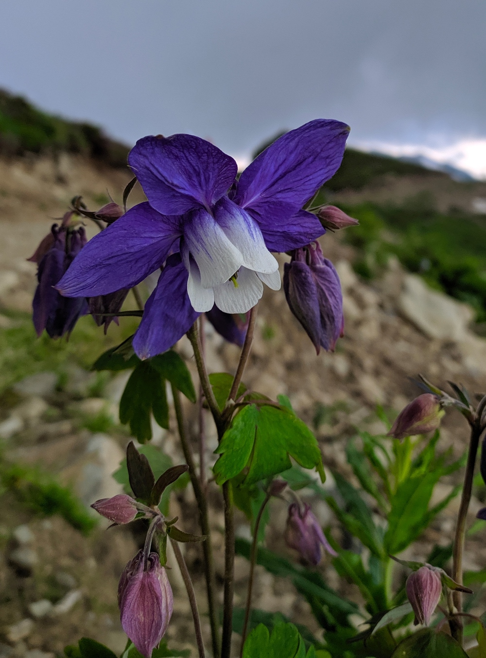 Изображение особи Aquilegia olympica.