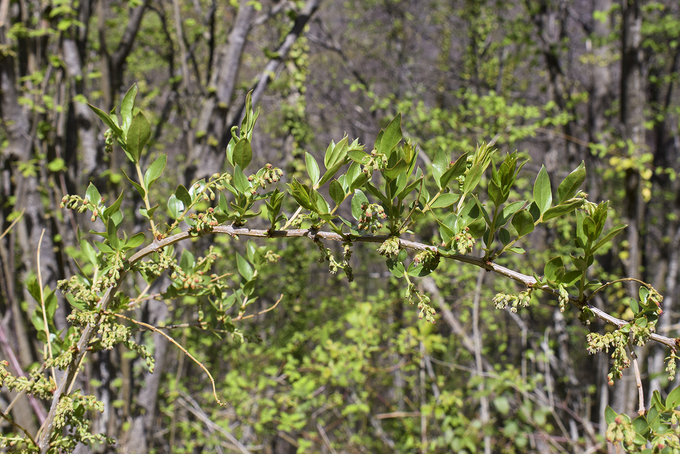 Изображение особи Coriaria myrtifolia.