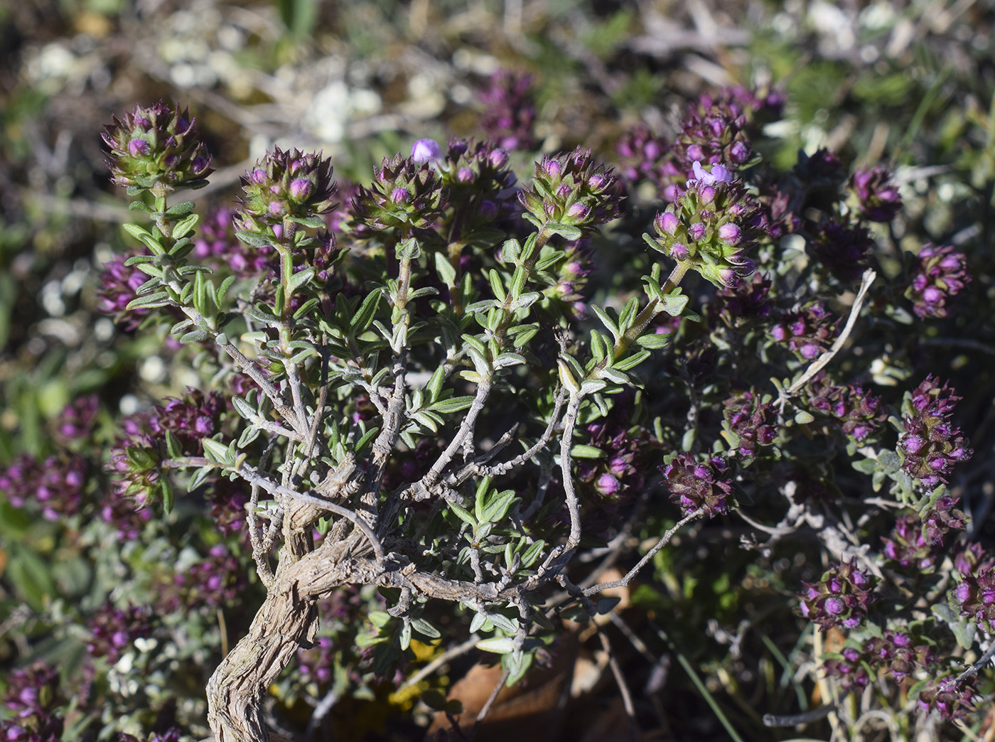 Image of Thymus vulgaris specimen.