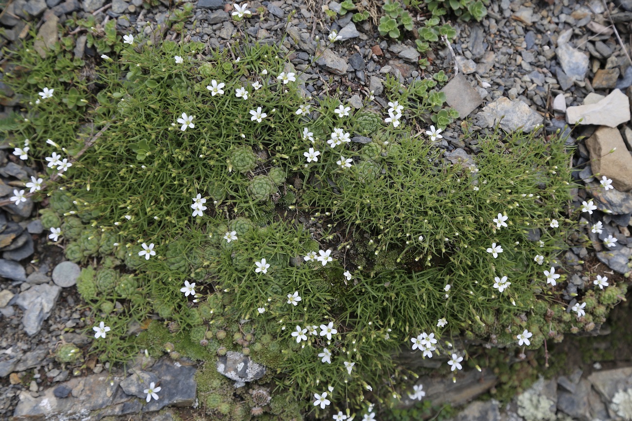 Image of Minuartia biebersteinii specimen.