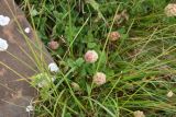 Trifolium raddeanum. Плодоносящие растения. Чечня, Шаройский р-н, Снеговой хр., 3,5 км на юго-запад от от Цумандинского перевала, выс. 2850 м н.у.м., альпийский луг. 24 августа 2023 г.