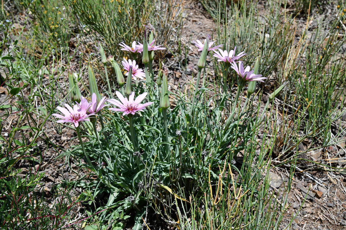 Image of Tragopogon ruber specimen.