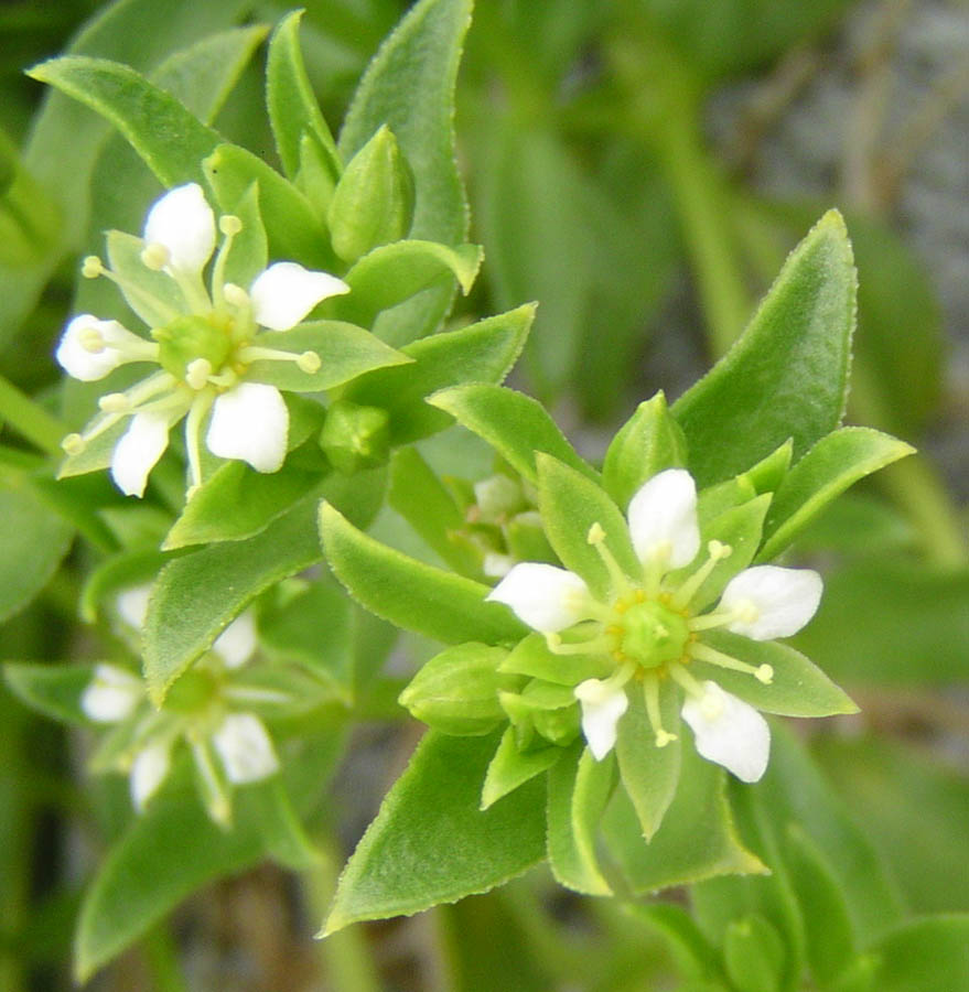 Image of Honckenya peploides ssp. major specimen.