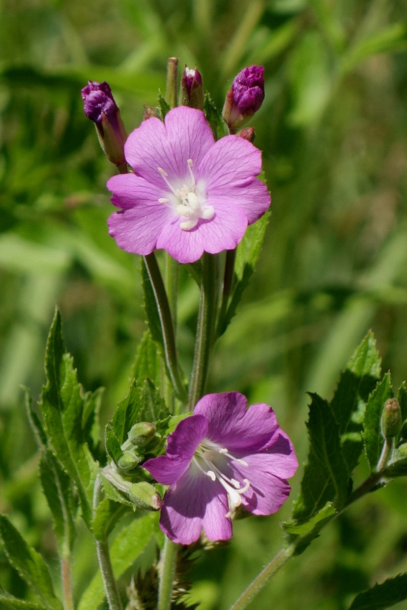 Image of Epilobium hirsutum specimen.