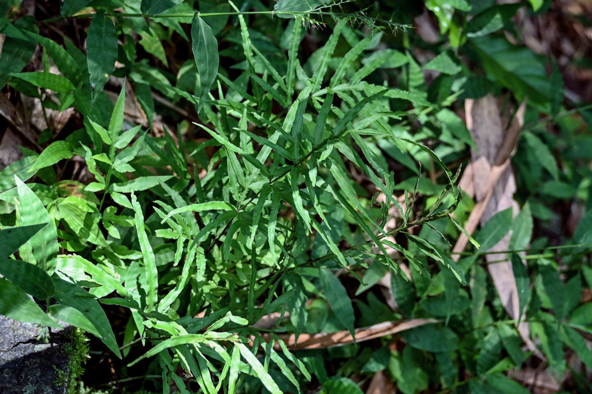 Изображение особи Pteris multifida.