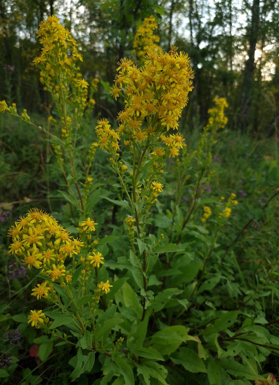 Image of Solidago virgaurea specimen.