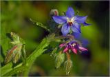 Borago officinalis. Цветки и бутоны. Московская обл., Раменский р-н, окр. дер. Хрипань, садовый участок. 28.07.2024.