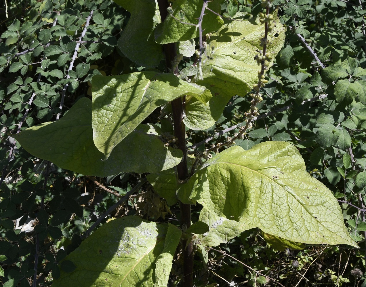 Image of genus Verbascum specimen.