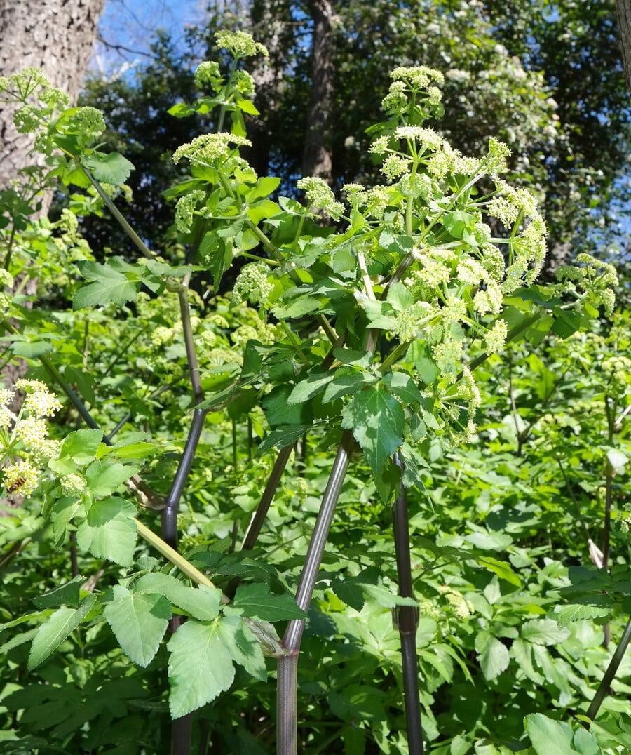 Изображение особи семейство Apiaceae.