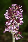 Orchis purpurea. Соцветие. Республика Крым, г/о Судак, окр. пгт Щебетовка, пойменный лес по дну балки Буран-Таш, выс. 135 м н.у.м. 24 апреля 2024 г.