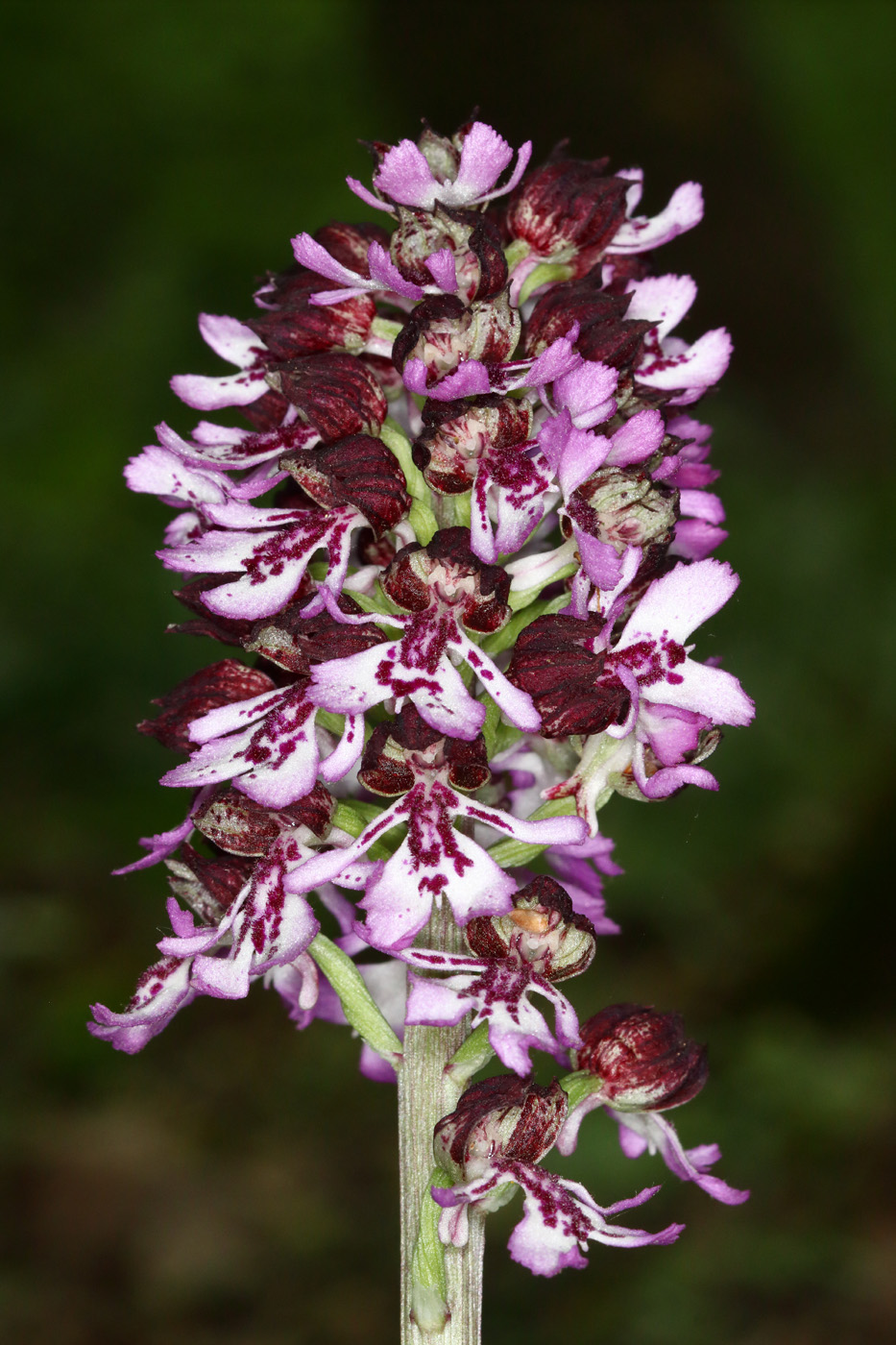 Image of Orchis purpurea specimen.