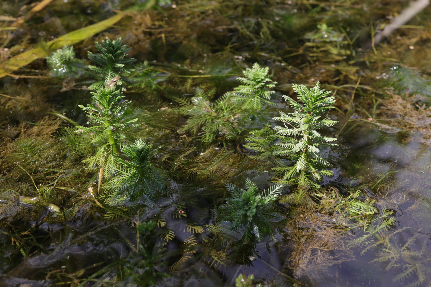 Image of Myriophyllum verticillatum specimen.