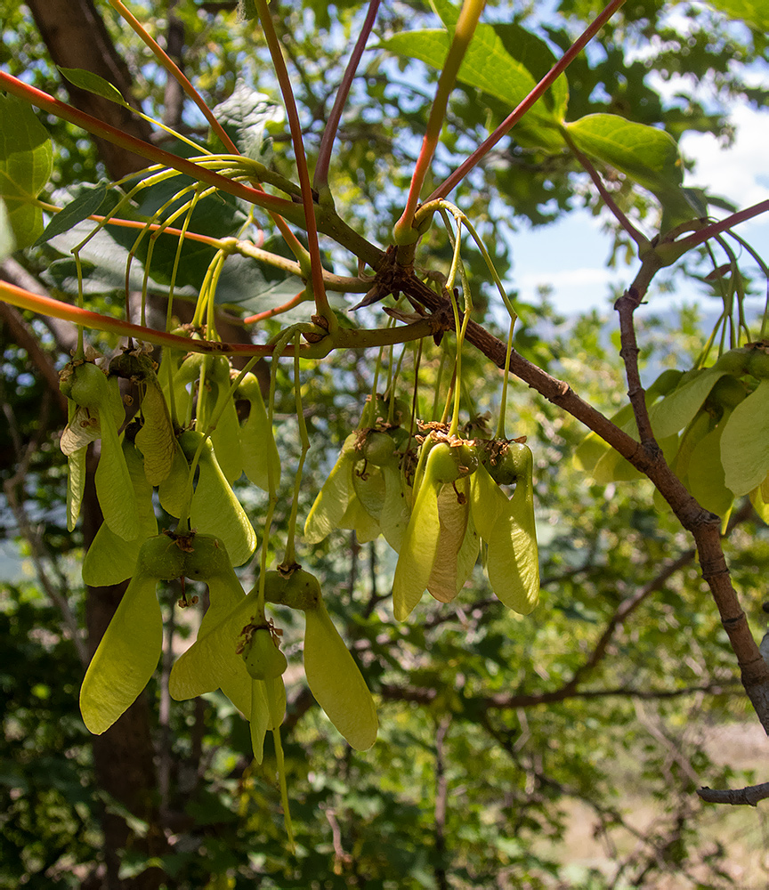 Image of Acer stevenii specimen.