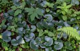 Asarum europaeum. Вегетирующие растения в сообществе с Oxalis acetosella, Aegopodium podagraria и Athyrium filix-femina. Московская обл., Сергиево-Посадский р-н, долина р. Пажа, смешанный лес. 20.07.2024.