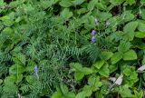 Vicia cracca. Цветущее растение в сообществе с Fragaria. Вологодская обл., Кирилловский р-н, побережье оз. Ильинское, опушка смешанного леса. 12.07.2024.