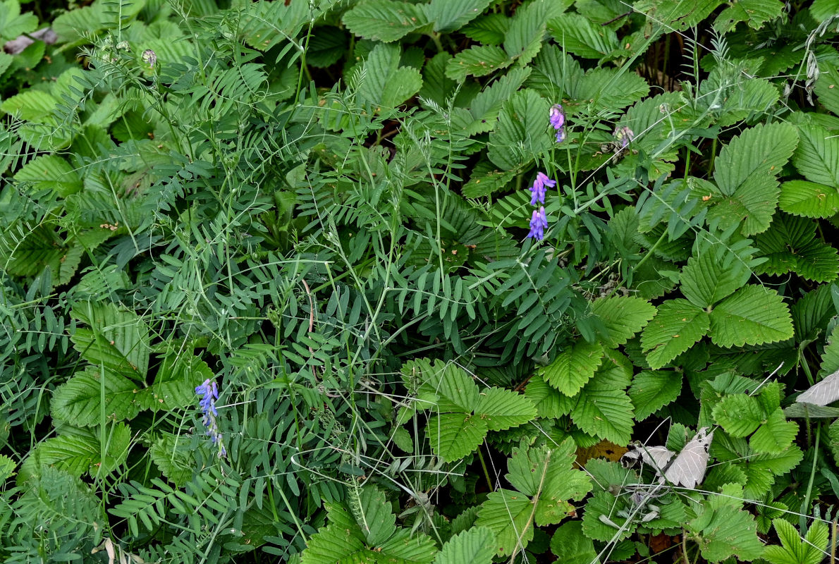 Image of Vicia cracca specimen.