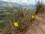 Potentilla semilaciniosa. Цветущее растение. Крым, Южный Берег, ю-в склон горы Аю-Даг, возле туристической тропы. 25.05.2024.