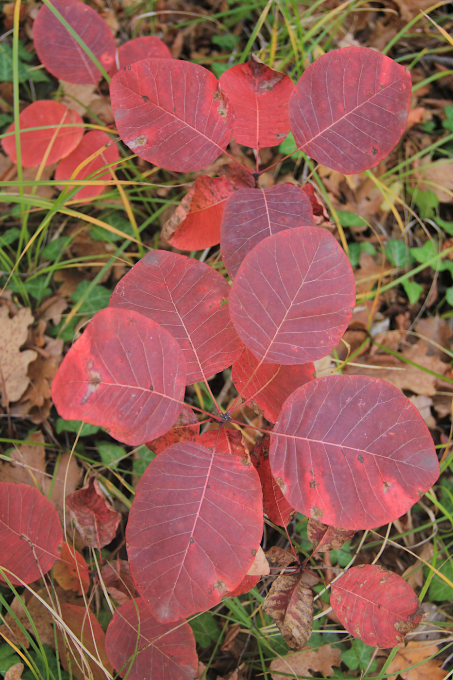 Изображение особи Cotinus coggygria.