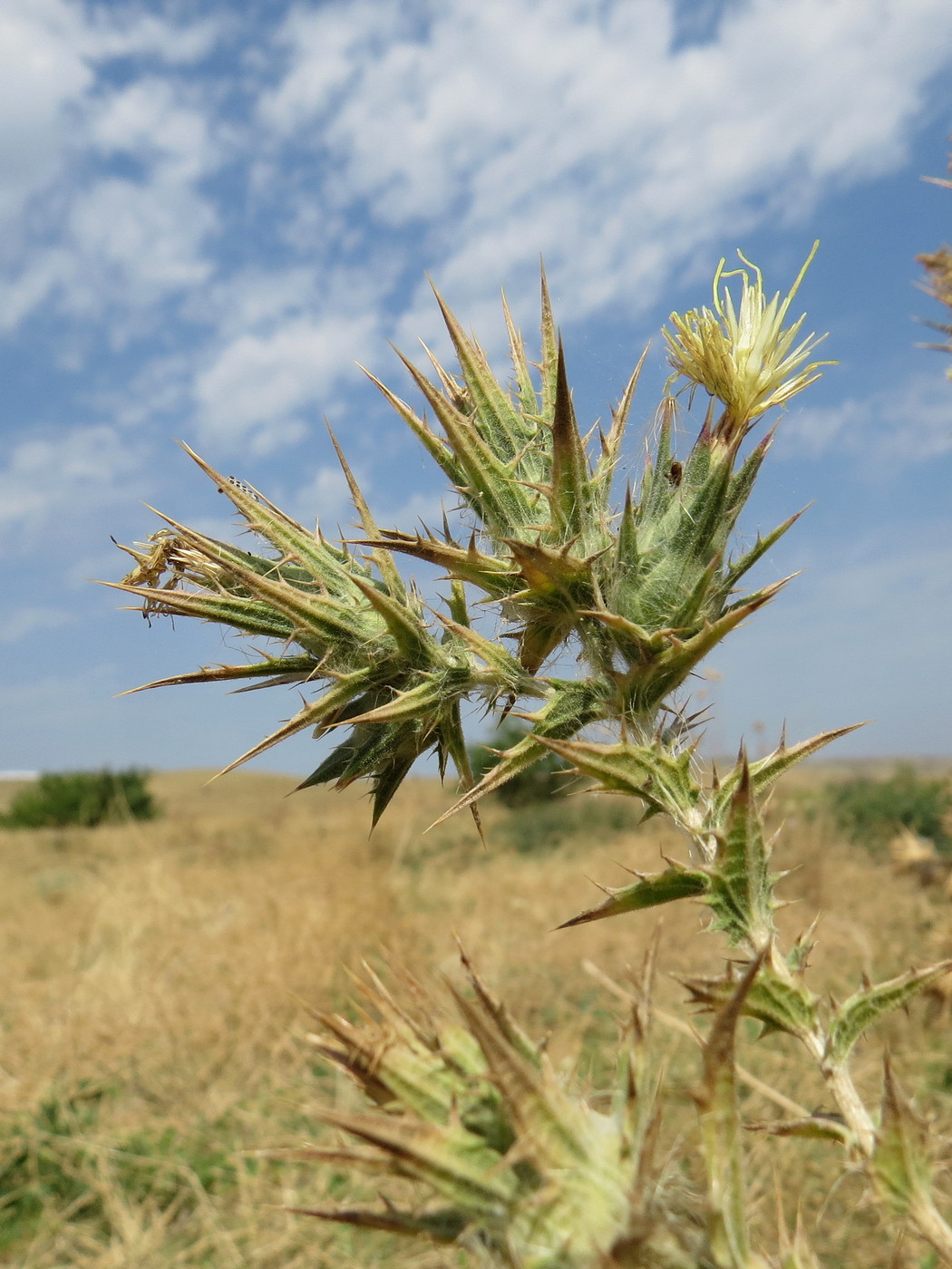 Изображение особи Carthamus lanatus.