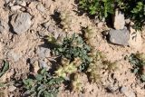 Astragalus lasiocalyx