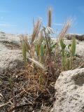 Hordeum geniculatum