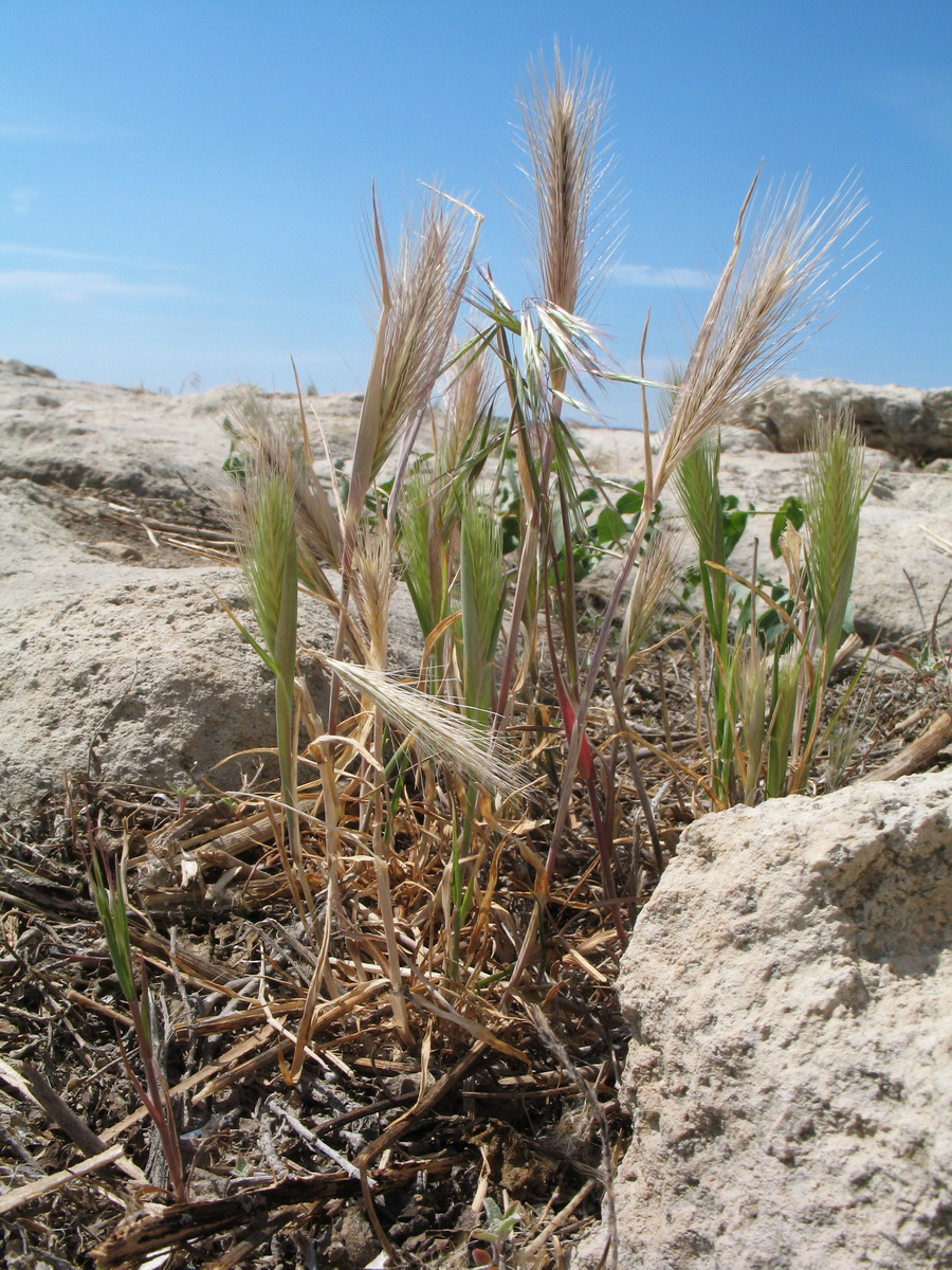 Image of genus Hordeum specimen.