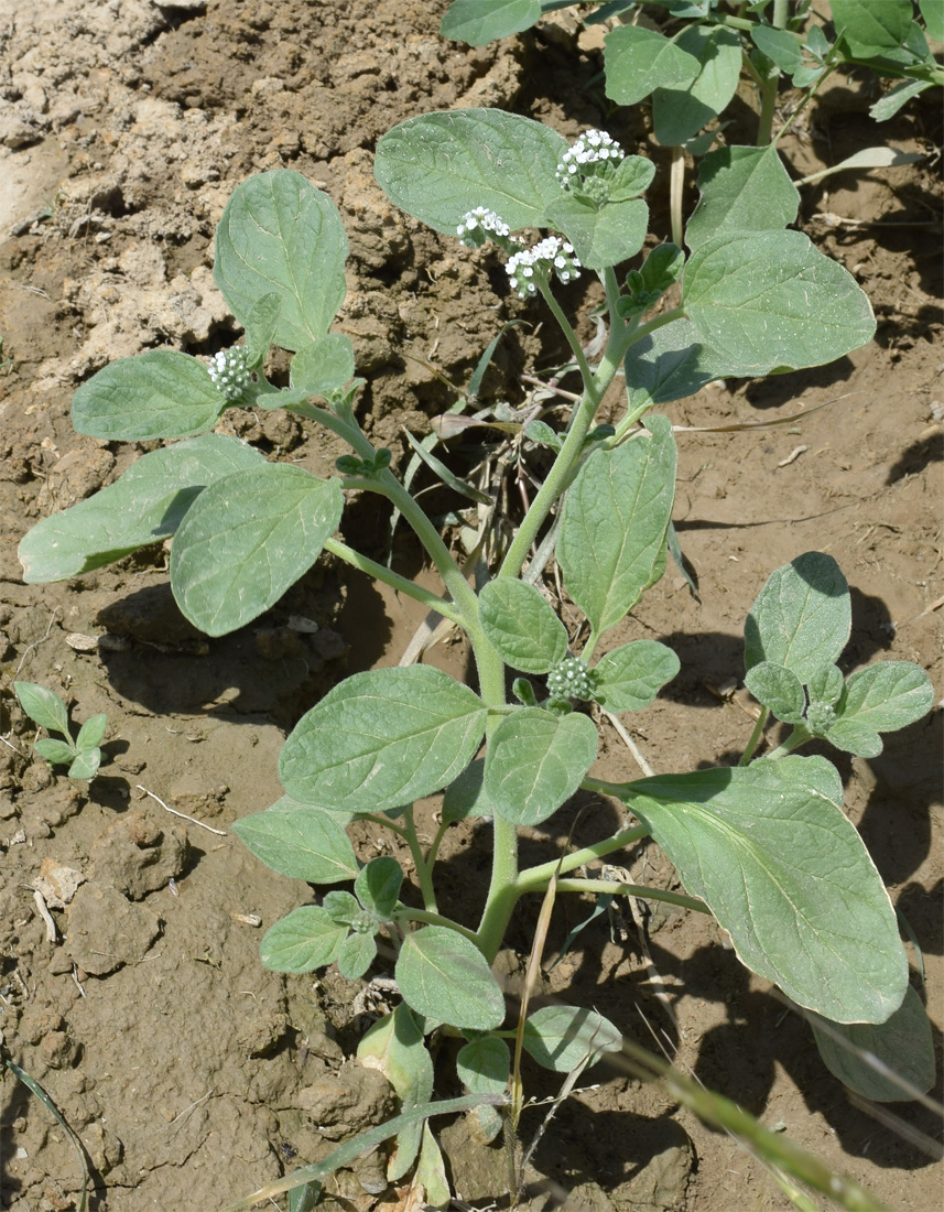 Image of Heliotropium ellipticum specimen.