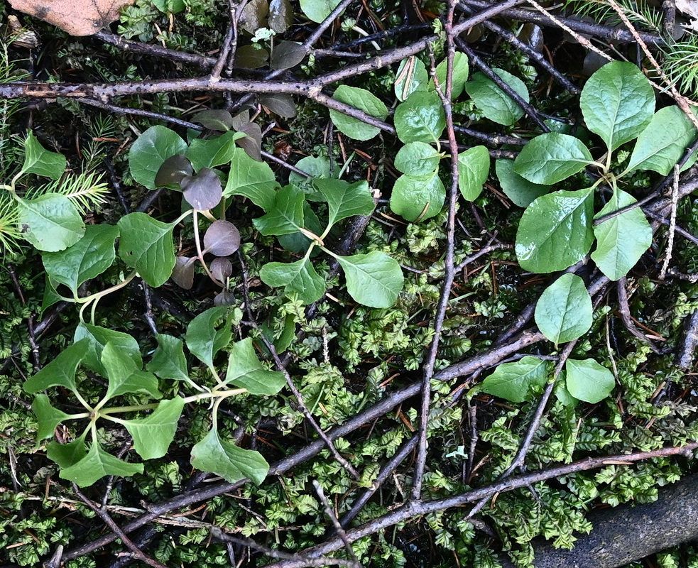Image of Orthilia secunda specimen.
