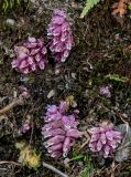 View full-size image Lathraea squamaria