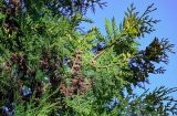 View full-size image Thuja occidentalis