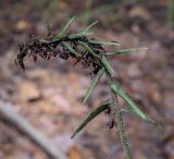 Смотреть изображение Epipactis helleborine