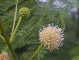 Смотреть изображение Leucaena leucocephala