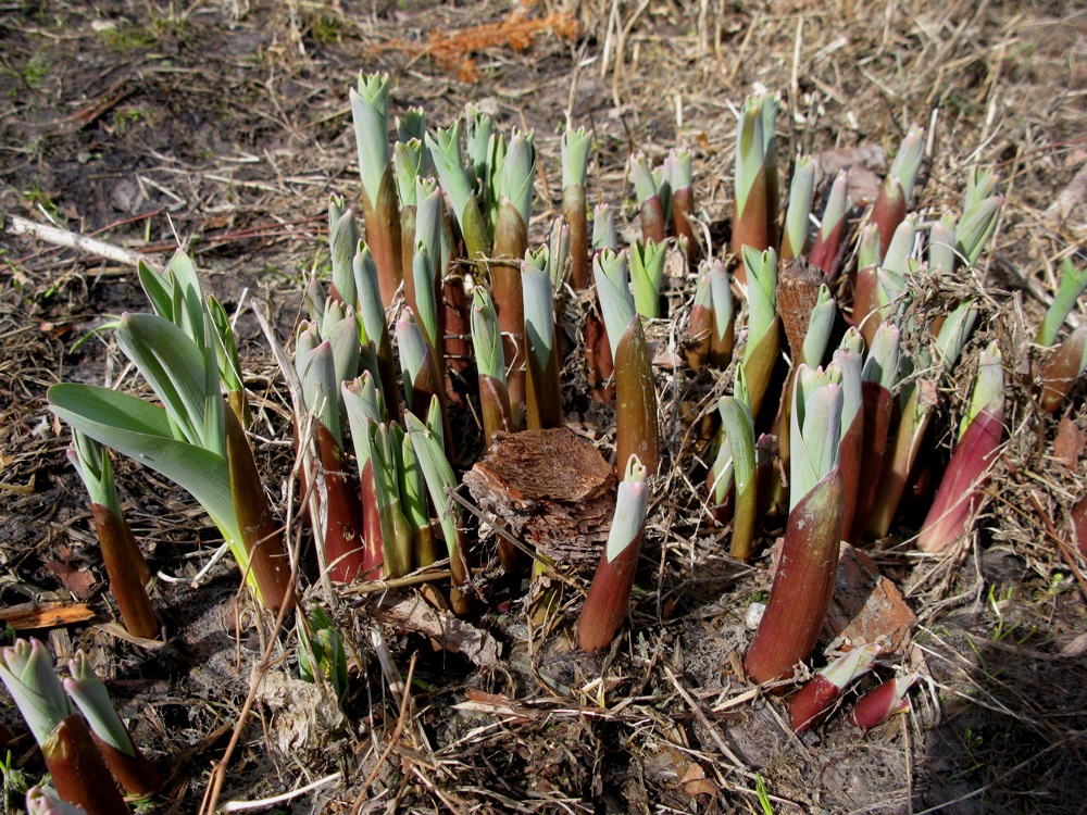 Image of Allium stipitatum specimen.