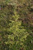 Picea obovata