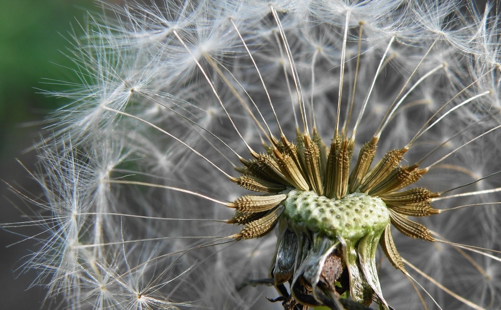 Изображение особи род Taraxacum.