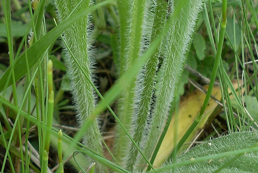 Image of Plantago urvillei specimen.