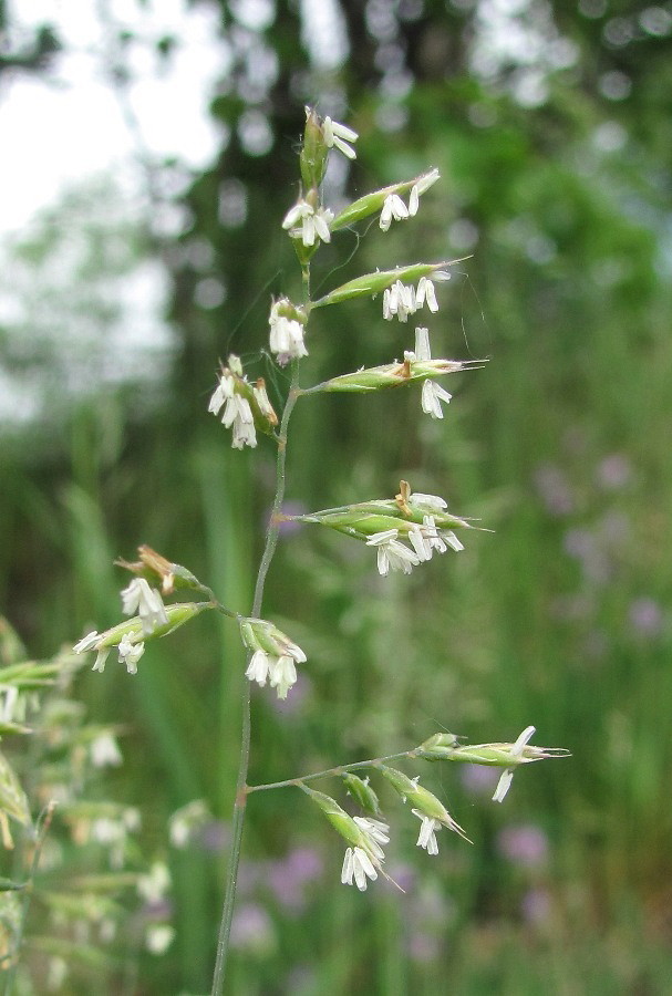 Image of Festuca rubra specimen.