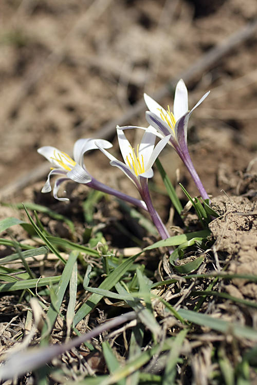 Image of Colchicum kesselringii specimen.