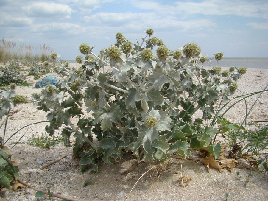 Image of Eryngium maritimum specimen.