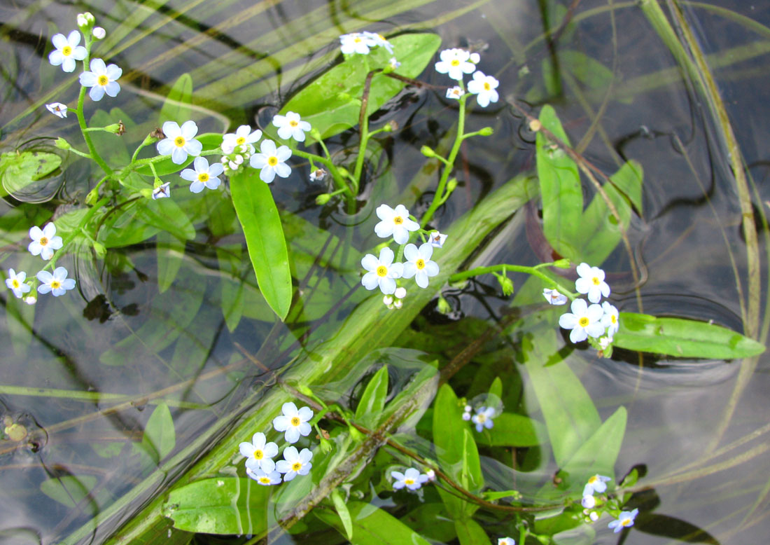 Изображение особи Myosotis palustris.