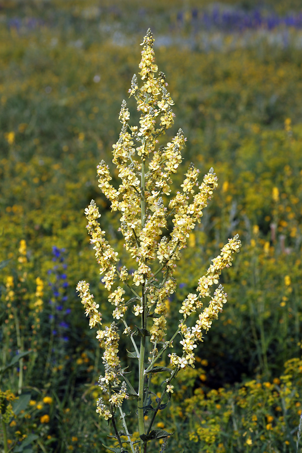 Image of Verbascum lychnitis specimen.