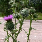 Cirsium vulgare. Верхушки побегов с распустившимися и нераспустившимися соцветиями. Свердловская обл., окр. г. Североуральск, Второй Северный, обочина дороги. 12.07.2011.