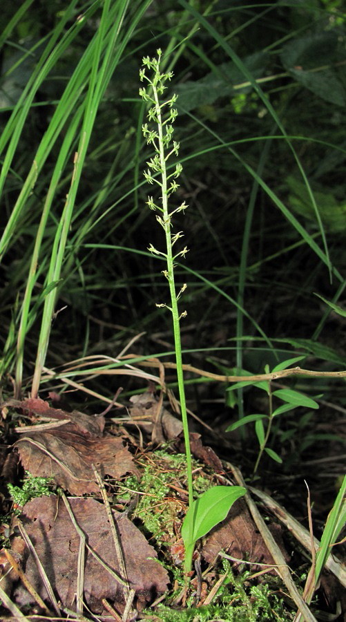 Image of Malaxis monophyllos specimen.