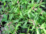 Persicaria × lenticularis. Цветущие растения. Ярославская обл., г. Углич, пустырь. 05.08.2009.