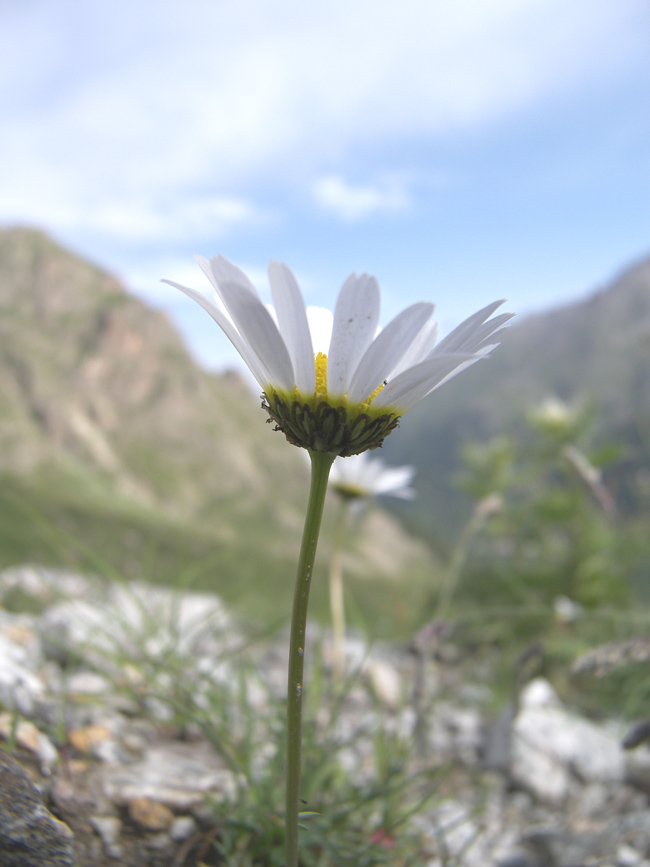 Image of Anthemis iberica specimen.