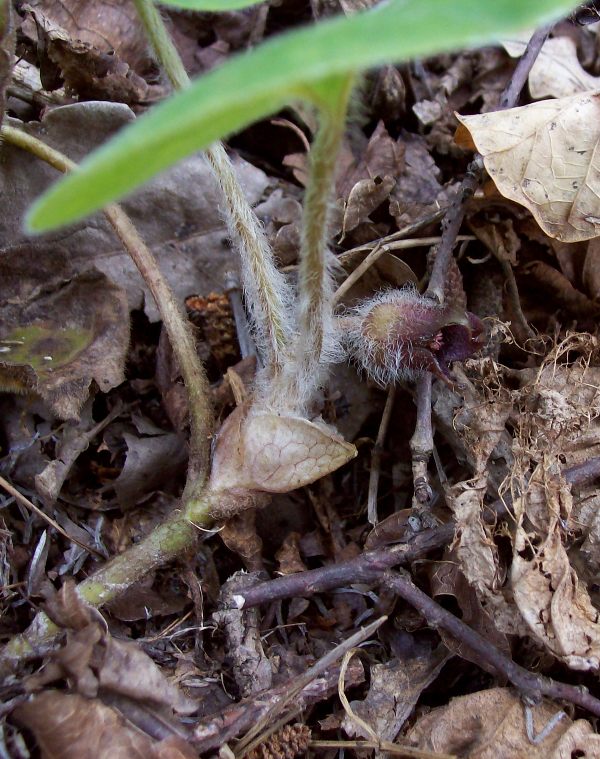 Изображение особи Asarum europaeum.