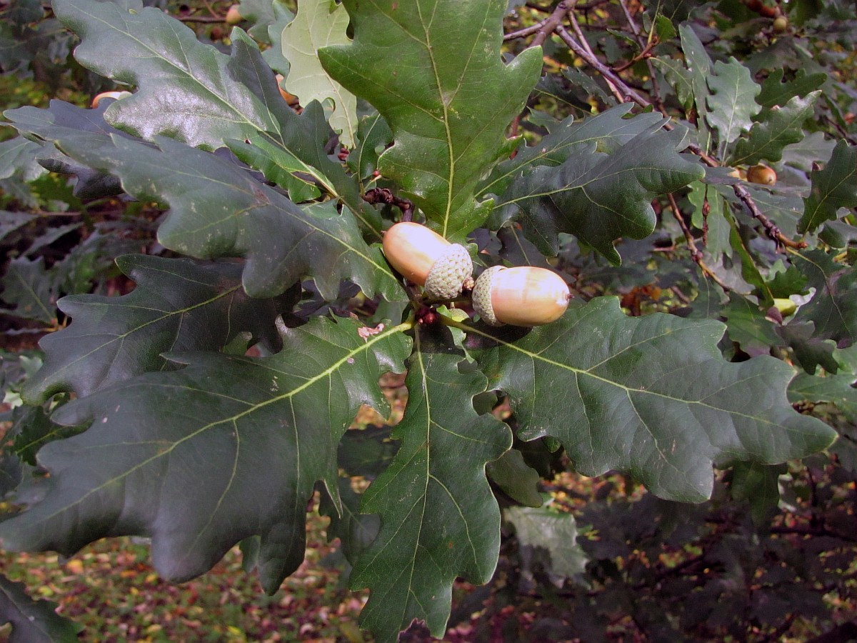 Image of genus Quercus specimen.