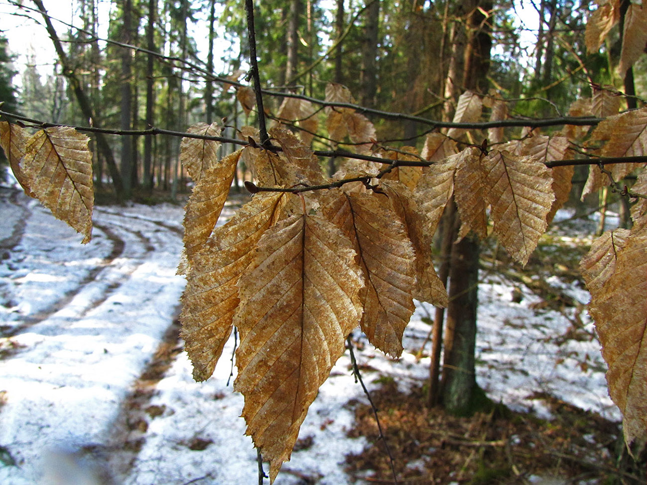 Изображение особи Carpinus betulus.