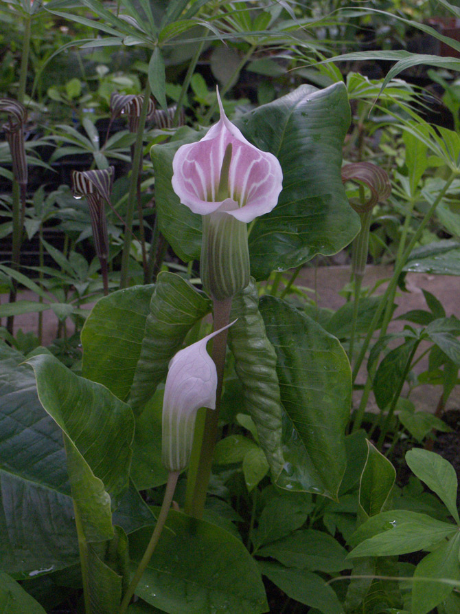 Изображение особи Arisaema candidissimum.